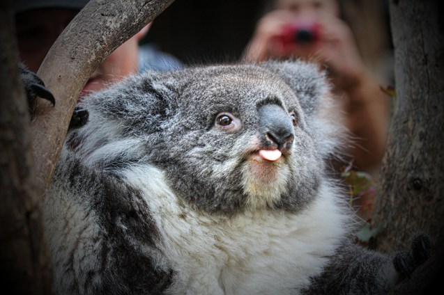 Gotta love a cute and cuddly koala