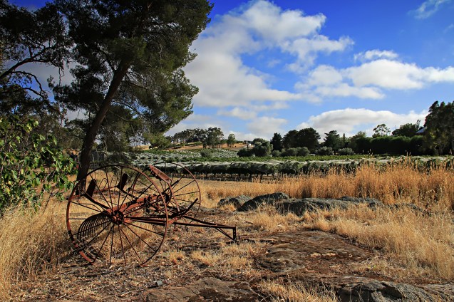 View of the vineyards