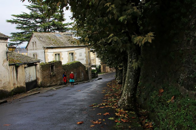 Interesting trees lining the streets of Sarria