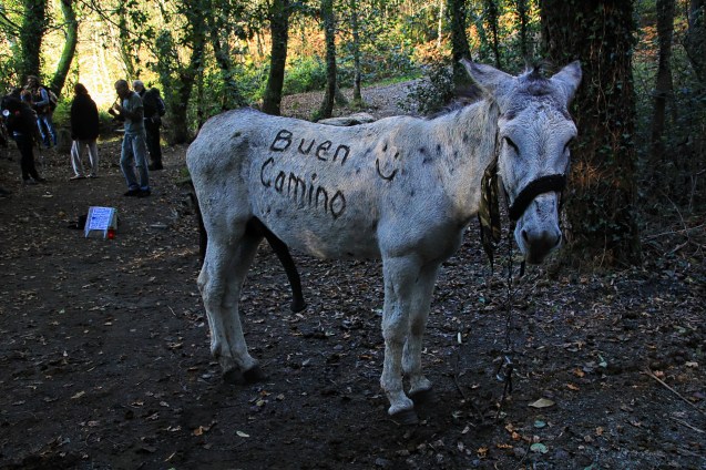 Solomon the donkey. He's better than a Walmart greeter!