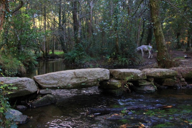 Tranquil scene in the woods with Solomon