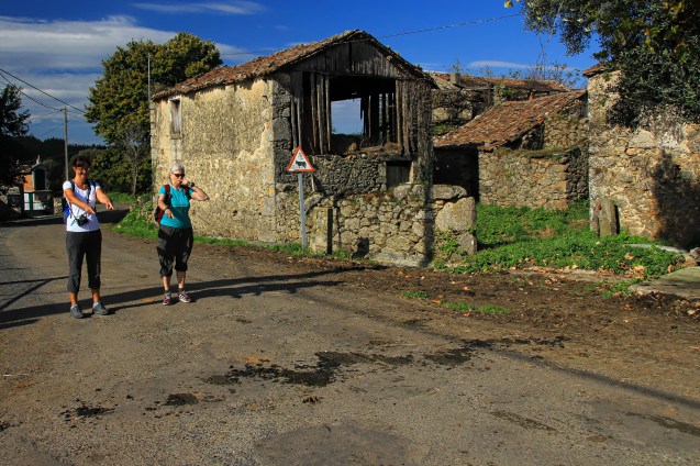 Cows can read signs (unlike deer) and know where to cross the road as is evidenced by their trail. 