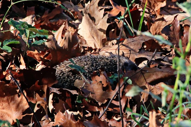 I think it was a porcupine.