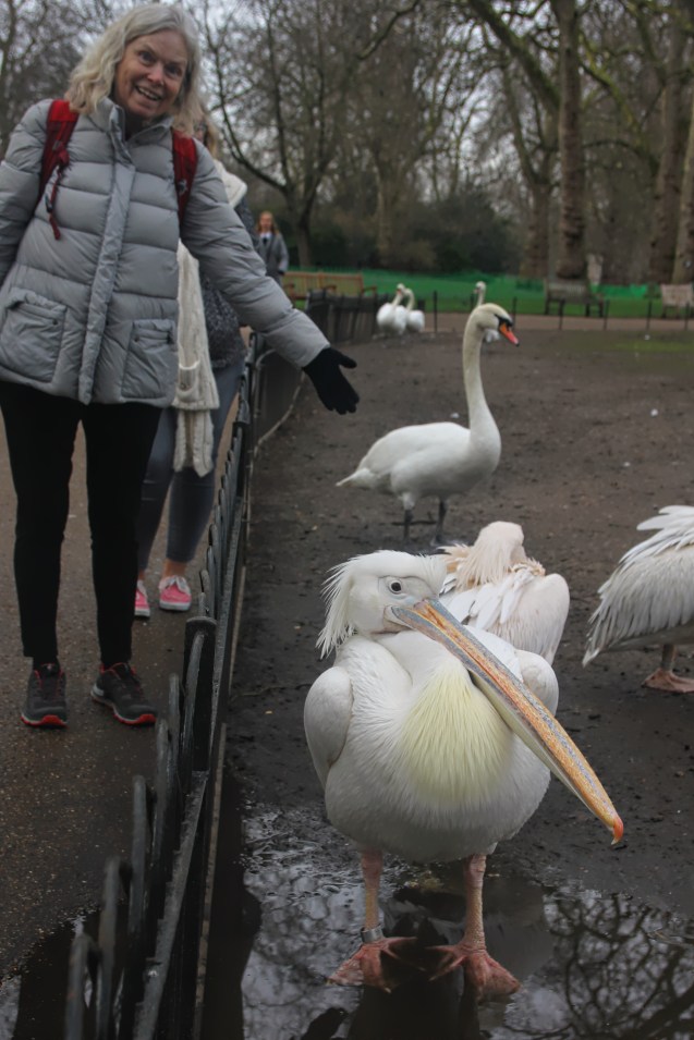 Pelican in the park in front of Buckingham palace