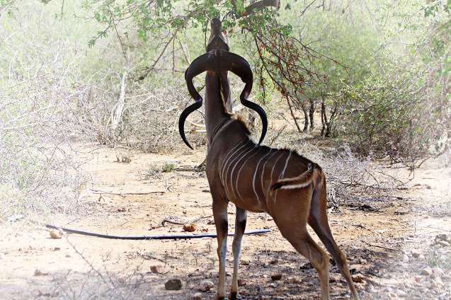 Male kudu