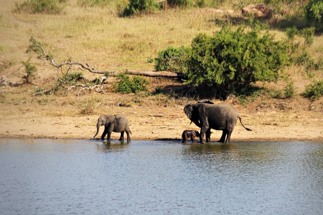 A herd of elephants in a watering hole