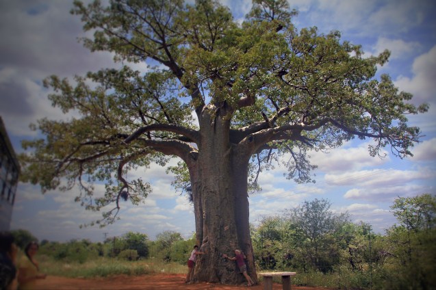 Hugging Africa's biggest and oldest baobob tree which is about 3,000 years old