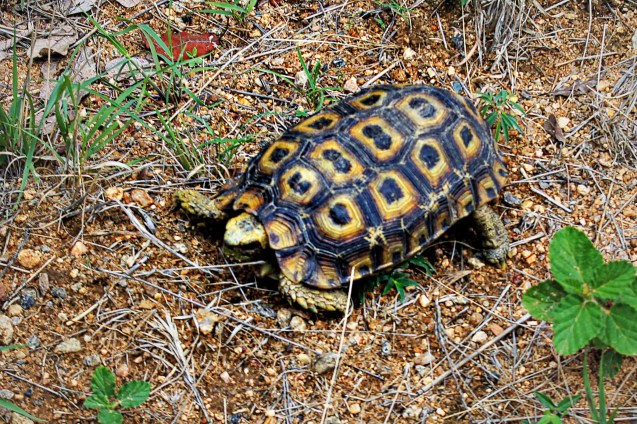 Leopard tortoise. One of the small 5