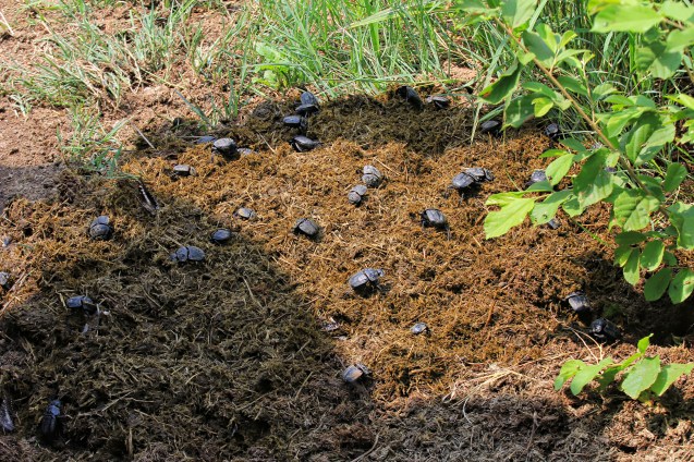 Dung beetles doing their job in poop