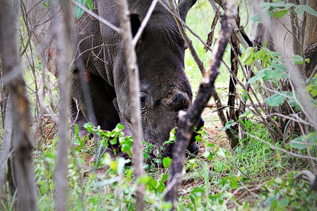 We found the rhinos!