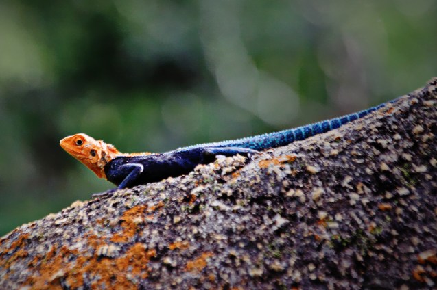 Lizard on a hot rock