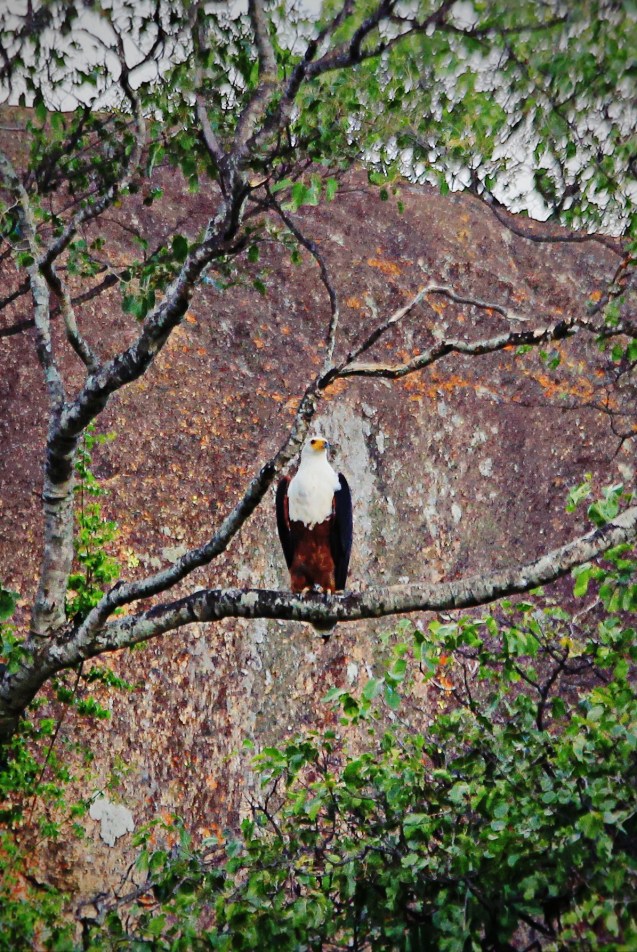 fish eagle