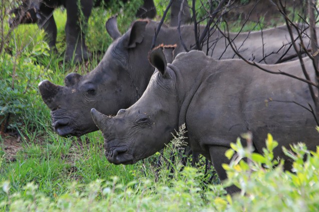 My what big heads you have