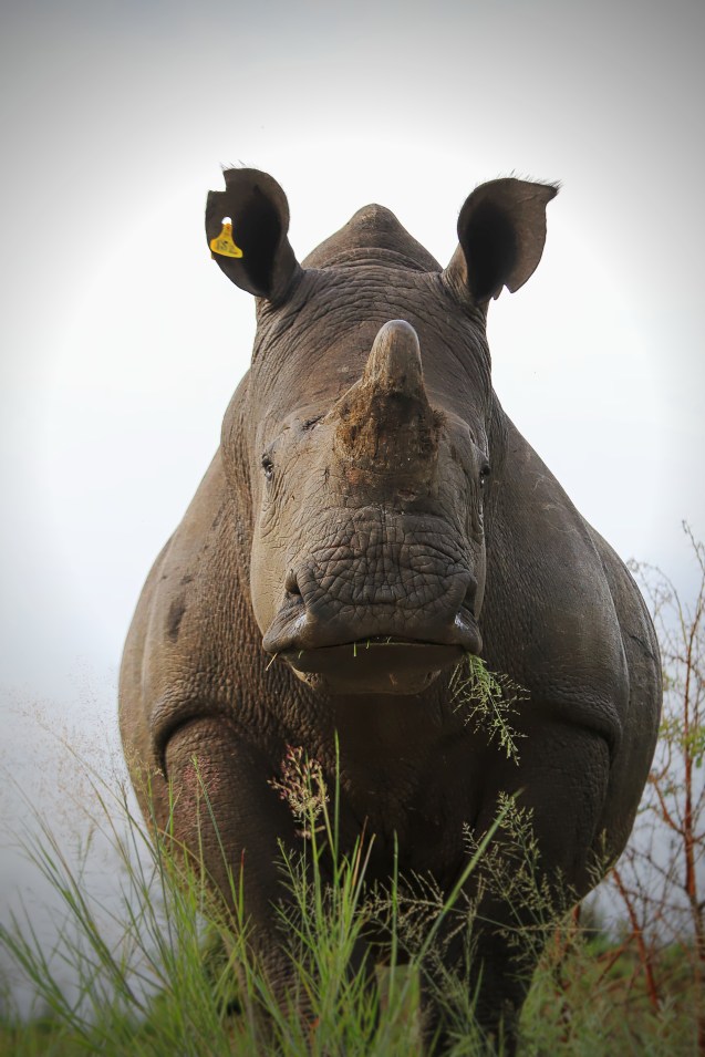 Yet another rhino. I got SO many good shots, it was hard to choose.