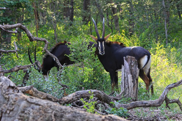 Sable Antelope