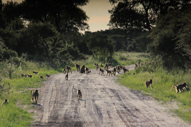Baboons everywhere!