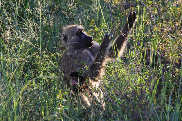 monkey picking fruit for her baby