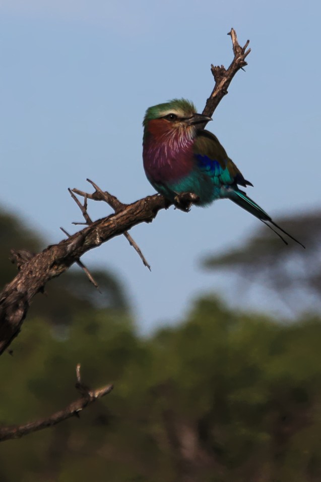 Botswana's national bird. Rose breasted .... something.