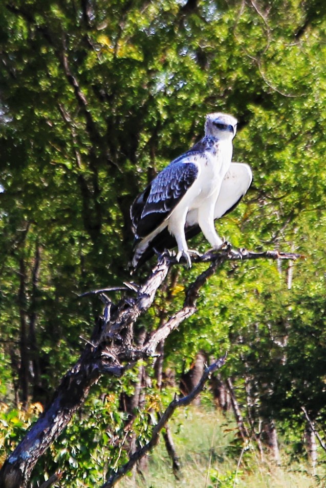 Juvenile martial eagle