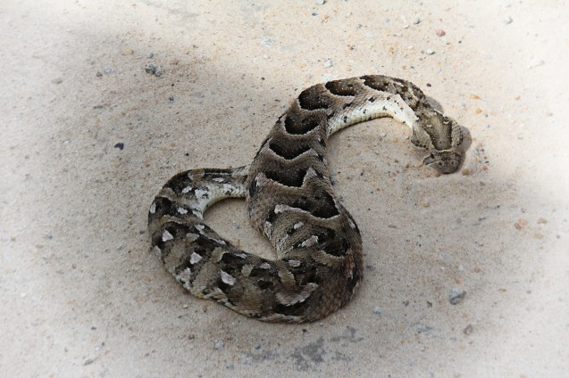 Puff adder sunning itself on the road