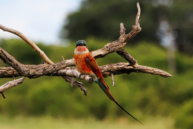 Botswana's national bird
