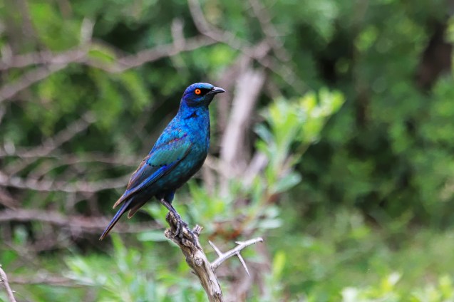 It's a pretty blue bird. I don't remember what kind :)