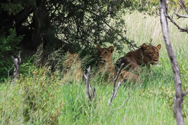 A pride of 9 female lions and cubs