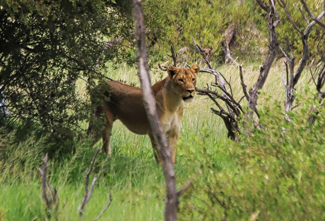 Apparently these are offspring of Cecil the lion who was well past his prime.