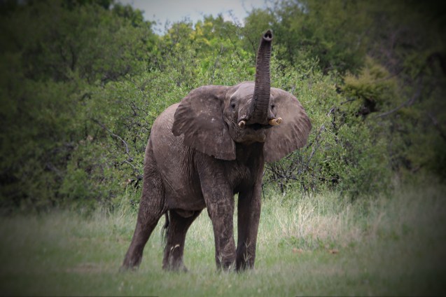 He's trumpeting at us.