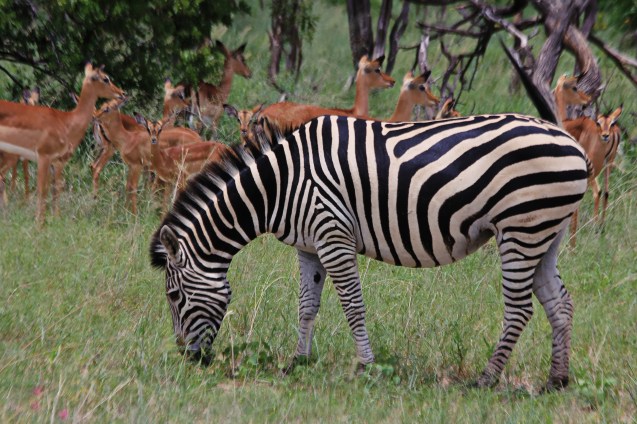 Zebras and impalas often hang out together as protection from predators