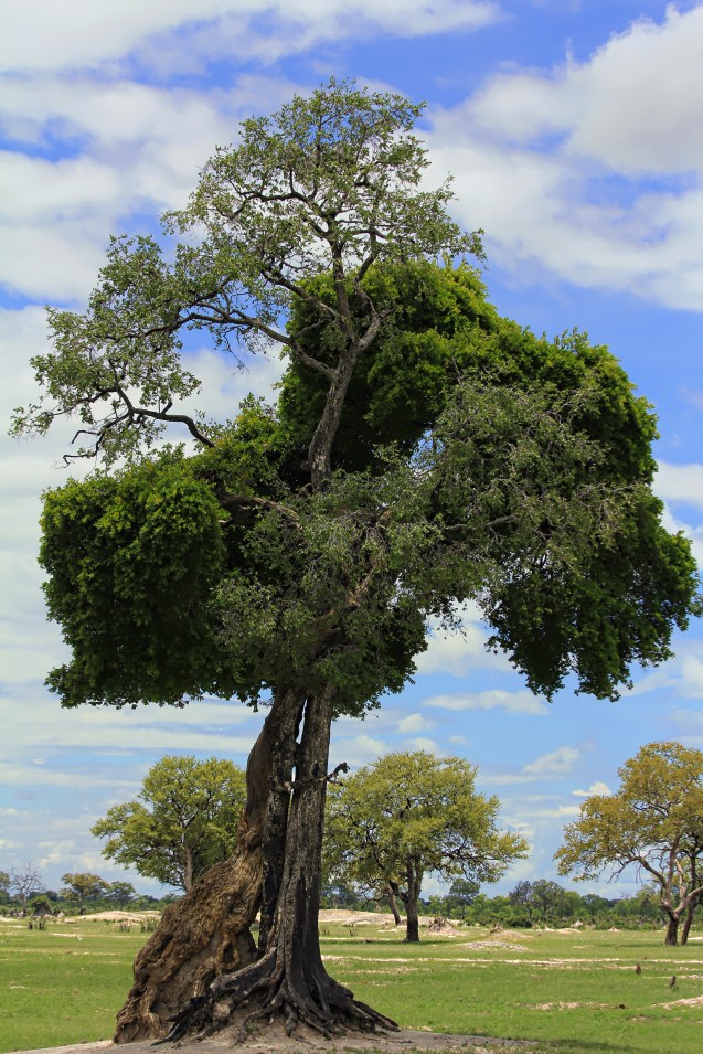 No trees around but these two had to grow together