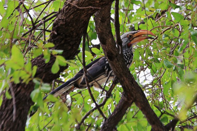 Yellow round bill otherwise known as the flying banana