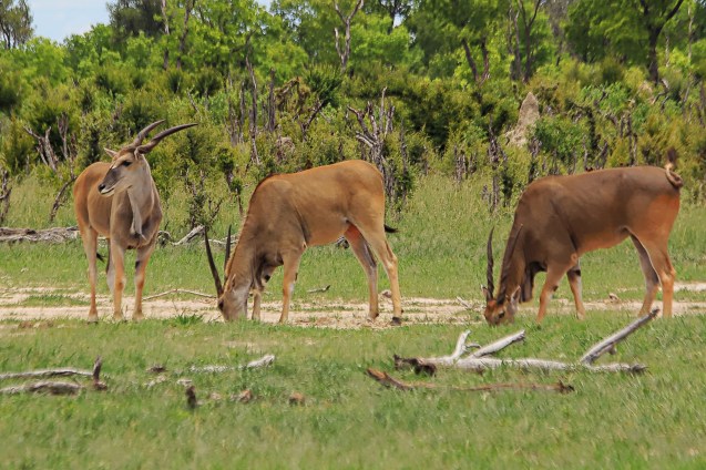 Eland