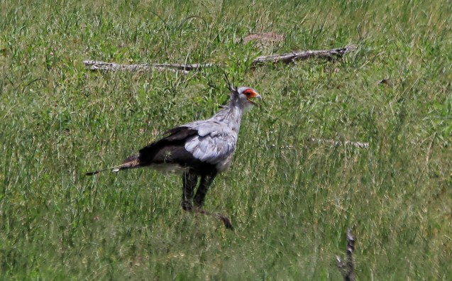 Secretary bird