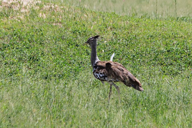 Cory bastard. Seriously. That's what it's called. 