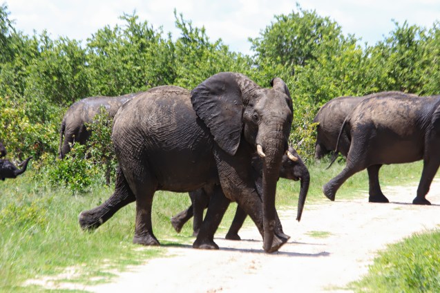 He's NOT happy with us!
Elephant.  Hwange National park Zimbabwe