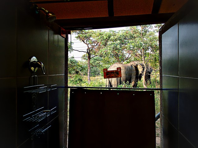 Elephant visiting while I'm in the shower