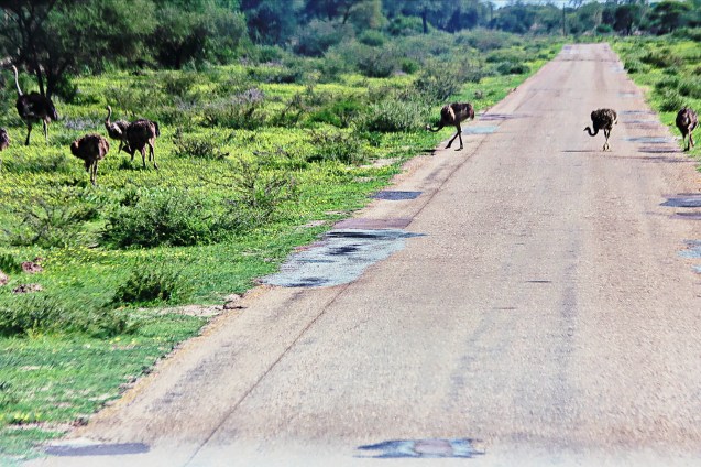 Ostrich crossing