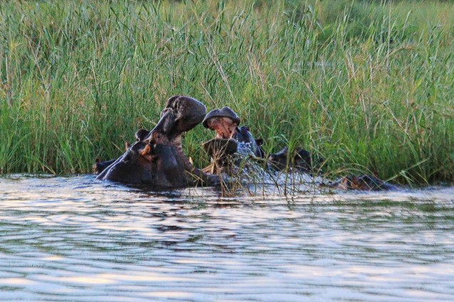 Rhino fight? Play? Who knows?