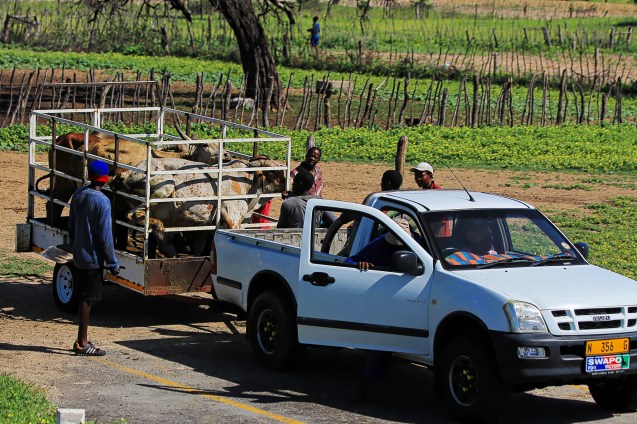 I'm not sure what is going on here. Maybe the cows are protesting? 