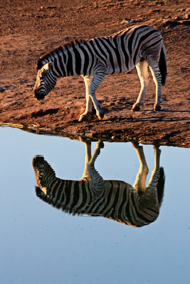 Refections of a Zebra, Etosha National Park Namibia