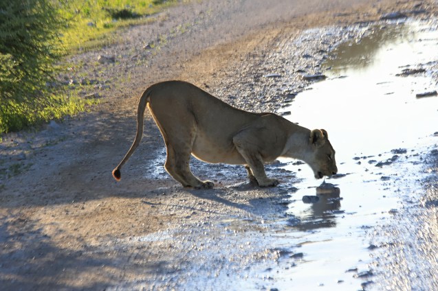 Drinking from a puddle right in front of the truck