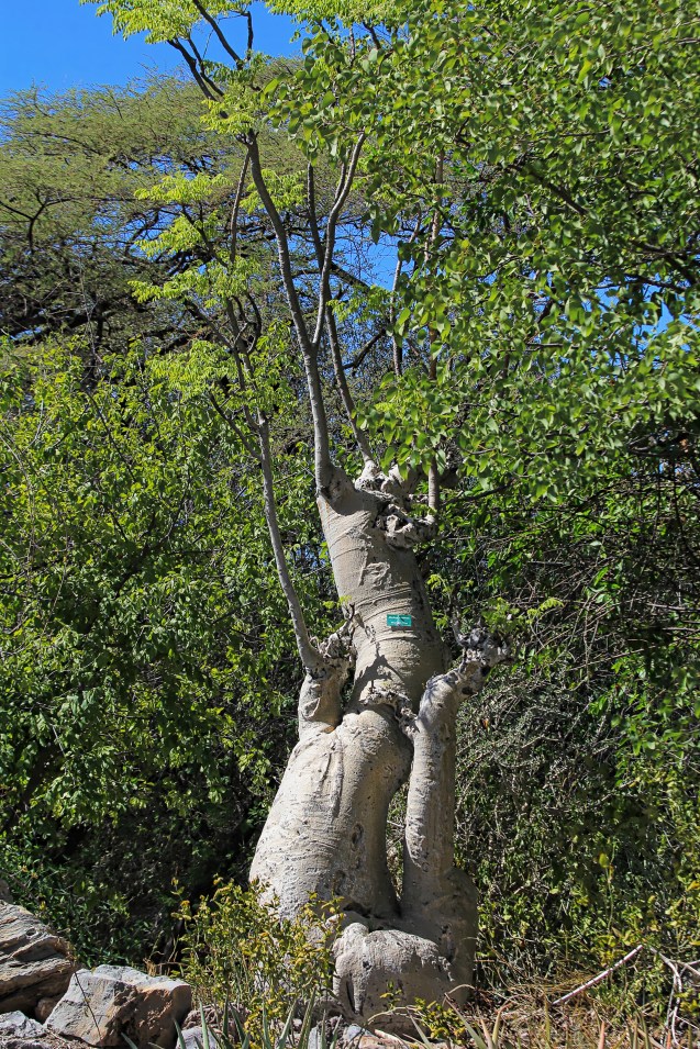 Moringa tree, from the left Manda, Munya and Matt
