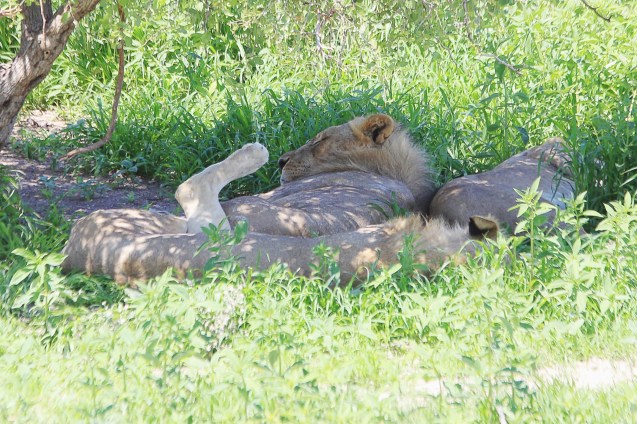 Snoozing lions. Check out the leg! LOL