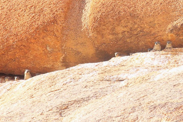 rock dassies watching us