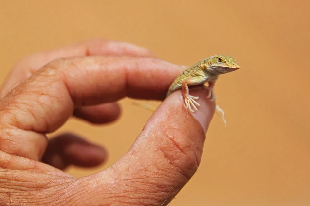 the shovel nosed sand diving lizard