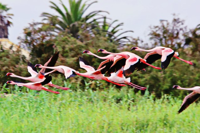 Flamingos