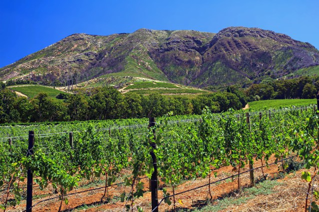 Groot Constantia vineyard