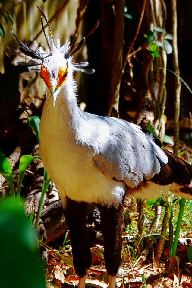 Secretary bird