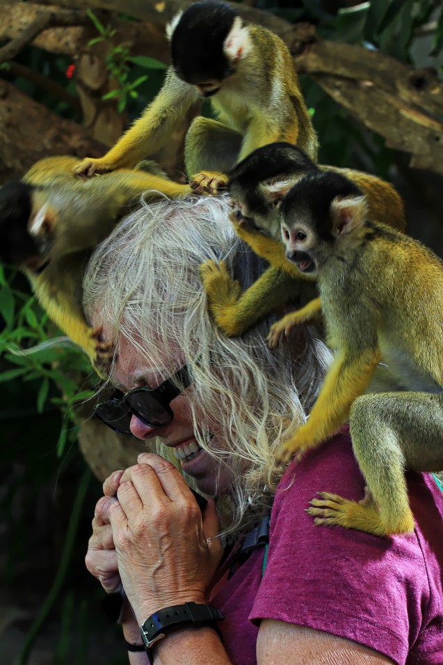 More monkeys, more fun